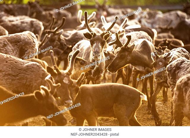 Herd of Svalbard reindeer
