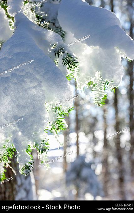 snow-covered fir branch in the forest with sunlight