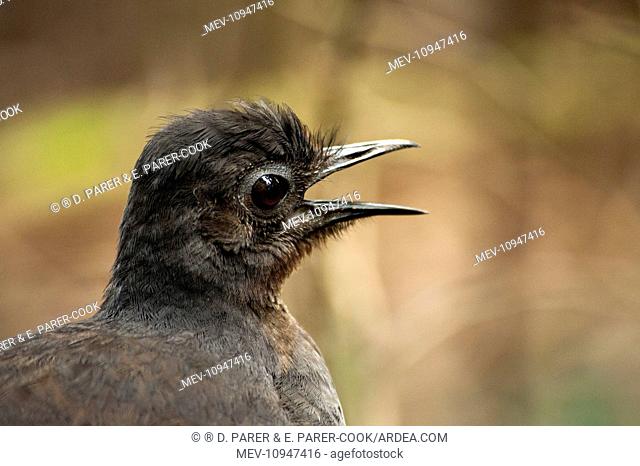 Superb Lyrebird - male territorial calling - adults compete using an elaborate song ritual Sherbrooke Forest, Victoria, Australia