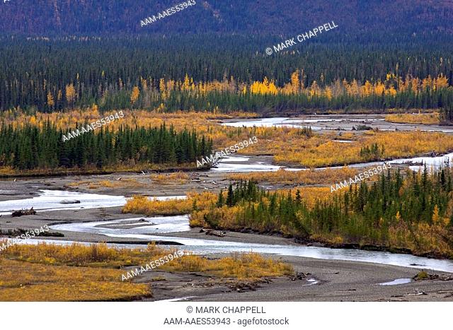 Fall colors of aspens and cottonwoods, near Denali National Park, Alaska, USA