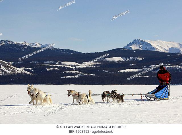 Man, musher running, driving a dog sled, team of sled dogs, Alaskan Huskies, mountains behind, frozen Lake Laberge, Yukon Territory, Canada