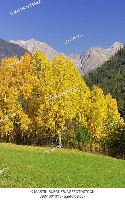 Aspen or Commen Aspen Populus tremula in autumn  Dolomites, Alps, South Tyrol, Alto Adige, Italy, Europe