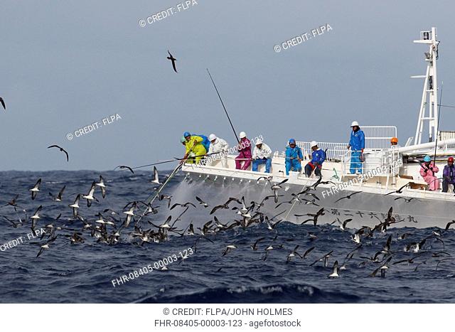 Streaked Shearwater (Calonectris leucomelas) flock, attracted to tuna fishing activity, Izu Islands, Honshu, Japan, April