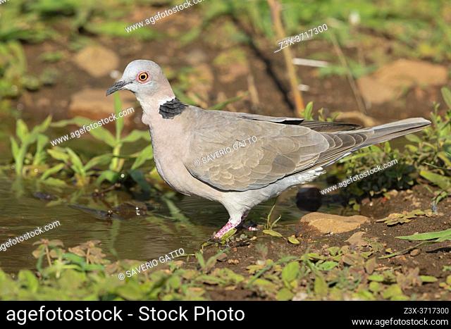 Mourning Collared Dove ( Streptopelia decipiens ambigua), side view of an adult at drinking pool, Mpumalanga, South Africa