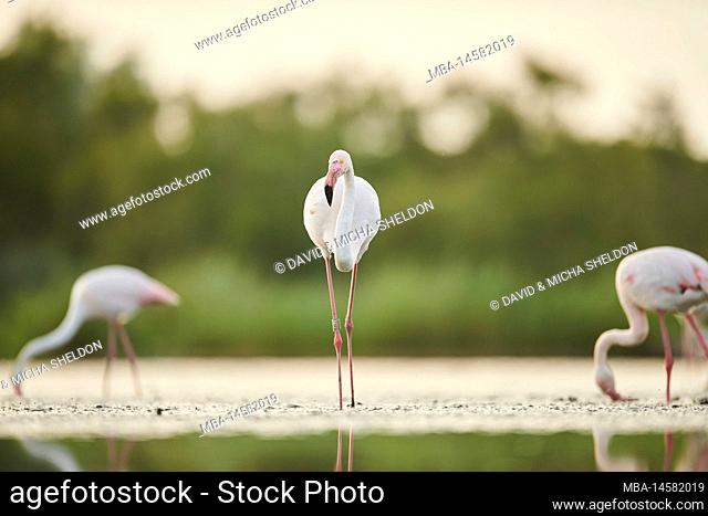 Pink flamingo (Phoenicopterus roseus), walks, frontal, Camargue, France, Europe