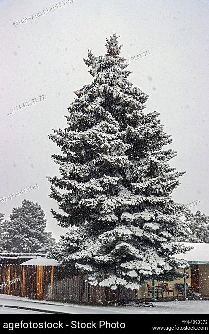 A spruce tree (genus Picea) in southern Oregon while snow is falling