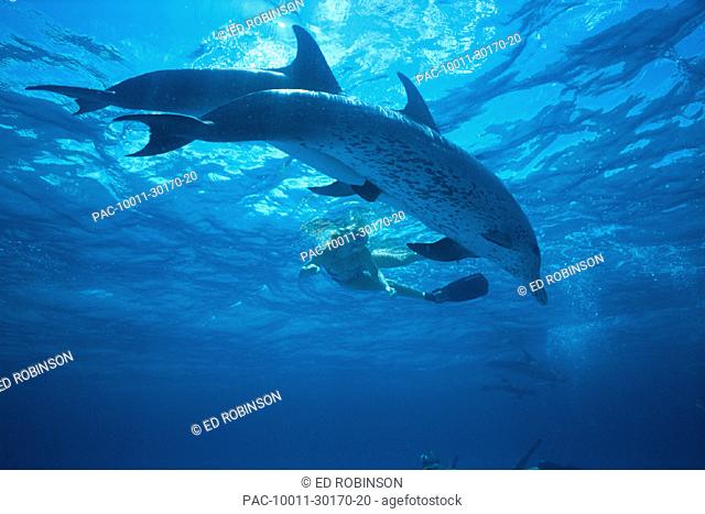 Bahamas, Pair of spotted dolphins side by side u/w nr surface, snorkeler (Stenella plagiodon)