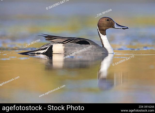 Northern Pintail (Anas acuta), side view of an adult male in the water, Campania, Italy