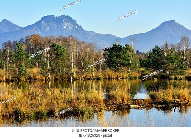 Pines (Pinus sylvestris) and birches (Betula pubescens) on moor pond with blue whistle grass (Molinia caerulea), back Chiemgauer Alps, Nicklheim, Voralpenland