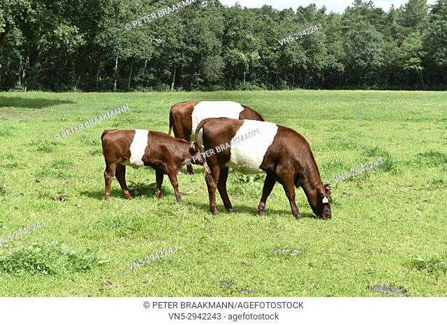 Dutch Lakenvelder cows, a rare breed of dairy cattle in the Netherlands