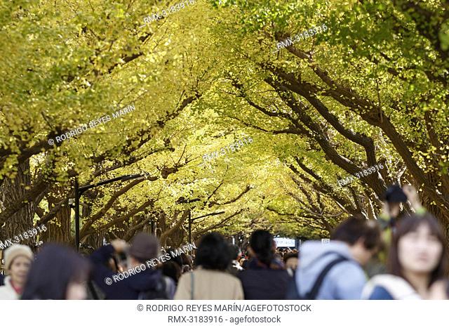 November 20, 2018, Tokyo, Japan - Visitors enjoy the autumn leaves at Jingu Gaien Ginkgo Avenue in Tokyo. Meiji Jingu Gaien is one of the most popular spots for...