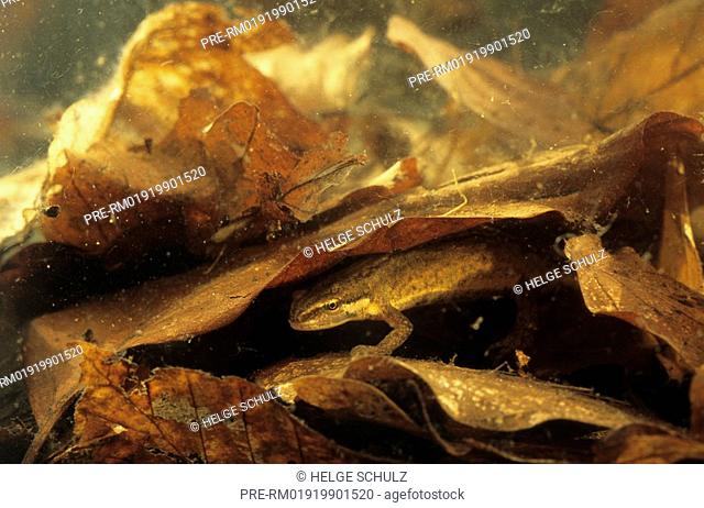 Smooth Newt, female, Common Newt, Triturus vulgaris, Lissotriton vulgaris