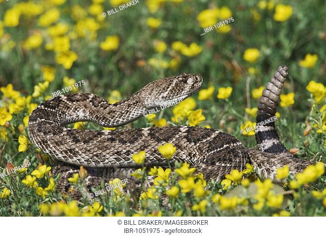 Western Diamondback Rattlesnake (Crotalus atrox), adult among flowers, Sinton, Corpus Christi, Texas, USA