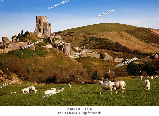 Sheep grazing in a field near Corfe Castle in Autumn