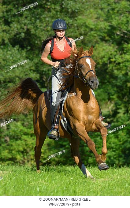 Young rider on Arab horse