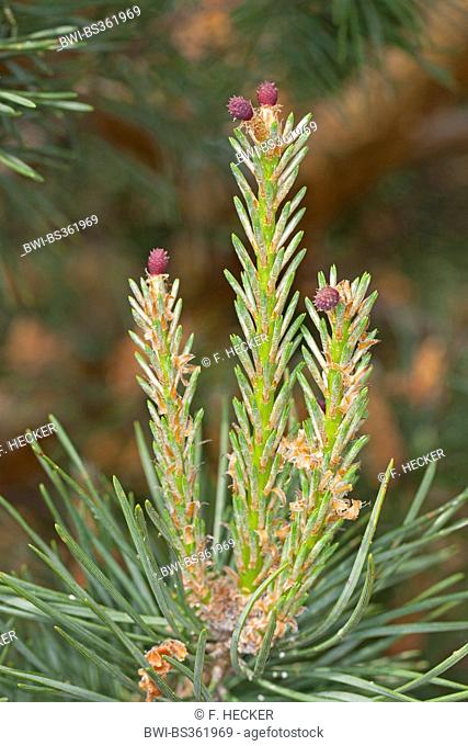 Scotch pine, Scots pine (Pinus sylvestris), young branches with female cones, Germany