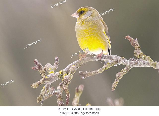 A male Greenfinch (Carduelis chloris) feeding in freezing conditions in a Norfolk garden