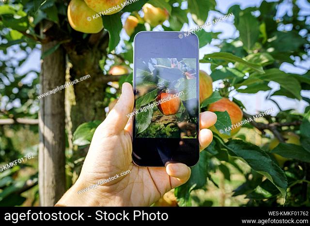 Woman photographing apple on tree in orchard
