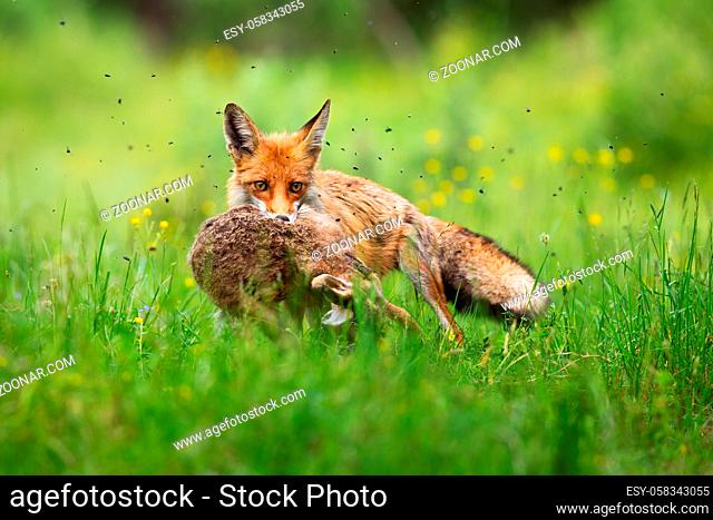 Cruel red fox, vulpes vulpes, holding caught hare in mouth and facing camera in green grass. Furry predator with killed prey on meadow in summer nature