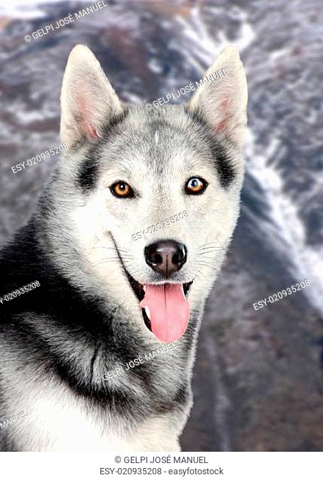 Beautiful siberian dog