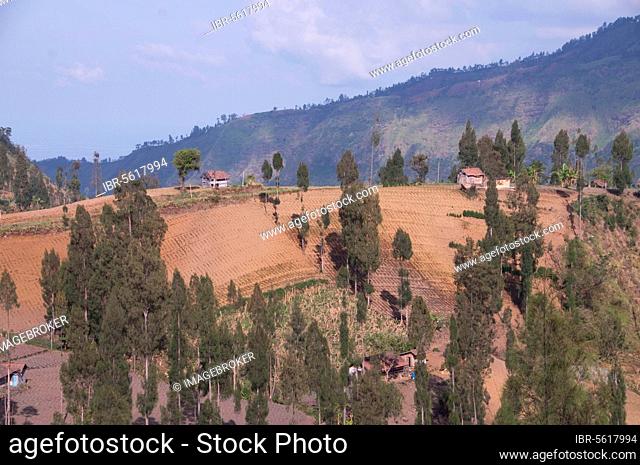 View of farmland and trees on hill slopes, near Bromo Tengger Semeru N. P. East Java, Indonesia, Asia
