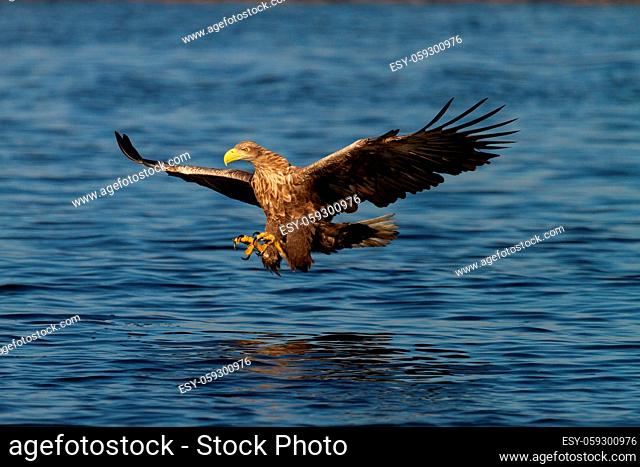 White - tailed eagle in flight