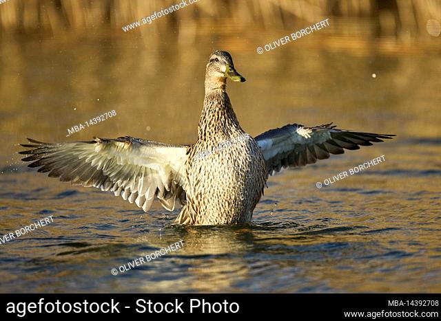 Duck, Mallard, Anas platyrhynchos, female, shake, wings