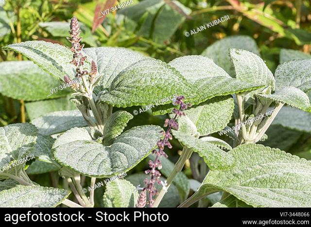 Silver spurflower / Plectranthus argentatus 'Silbert'