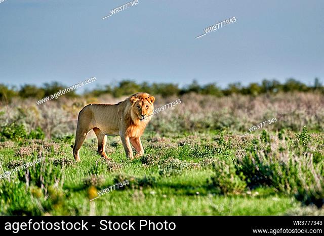 Lion, Etosha Wildlife Park, Republic of Namibia, Africa