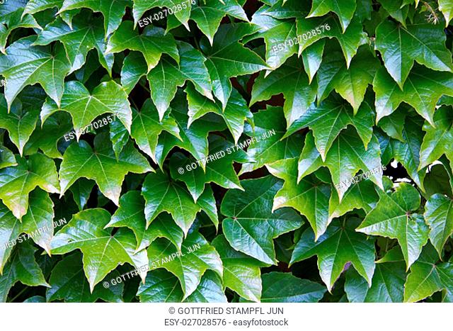 parthenocissus tricuspidata on a wall in styria