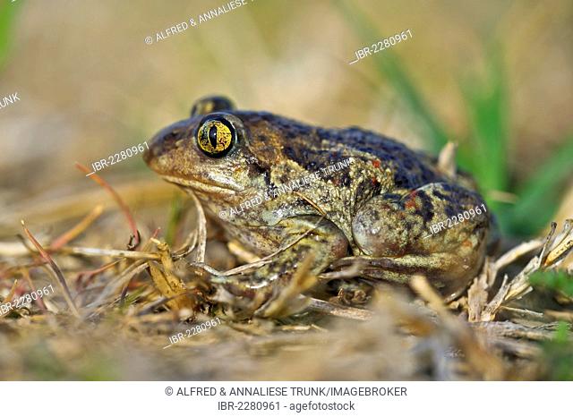Common Spadefoot or Garlic Toad (Pelobates fuscus), Burgenland, Austria, Europe