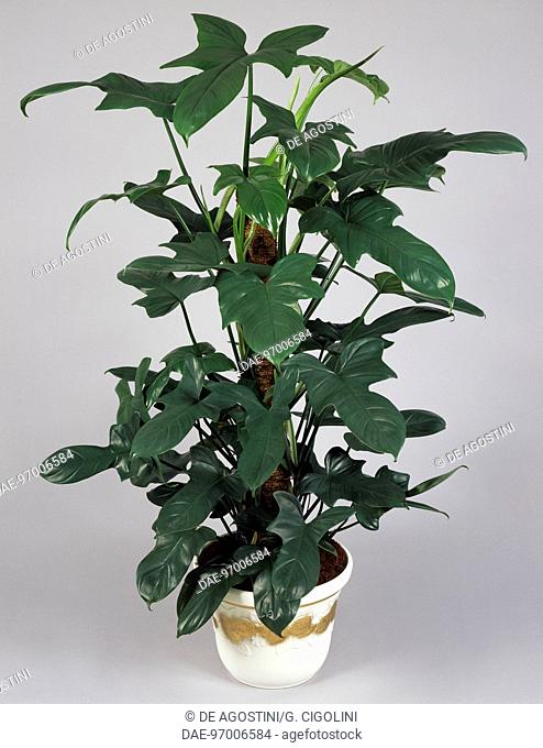 Philodendron (Philodendron panduriformis), Araceae
