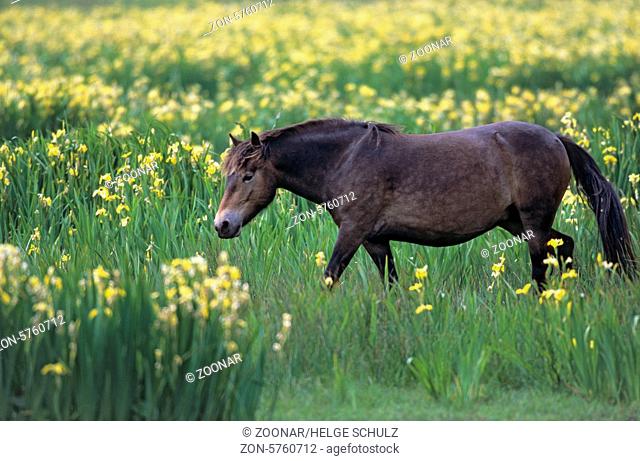 Exmoor-Pony - Stute ueberquert eine Sumpfwiese mit Sumpf-Schwertlilien - (Exmoor Pony) / Exmoor Pony mare crossing a marshy meadow with Yellow Iris / Equus...