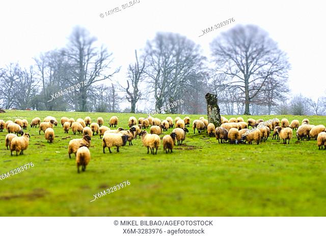 Flock of sheep in a grassland. Urbasa y Andia Natural Park. Navarre, Spain, Europe