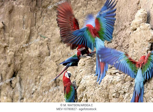 Red and Green Macaw - at clay lick (Ara chloroptera)