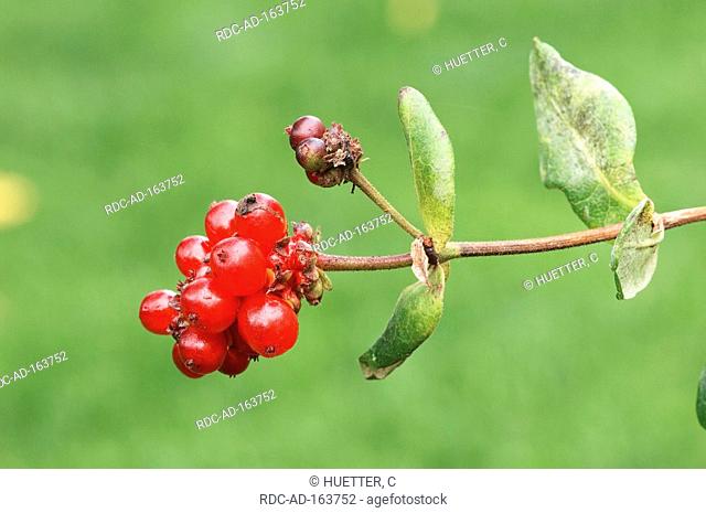 Italian Honeysuckle berries North Rhine-Westphalia Germany Lonicera caprifolium