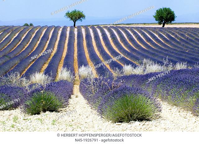 Lavender; Lavender Field; Landscape; Scenery; Provence; France