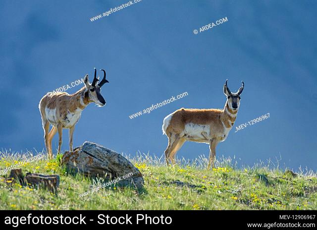 Pronghorn Antelope (Antiloapra americana) bucks. Western U.S., June