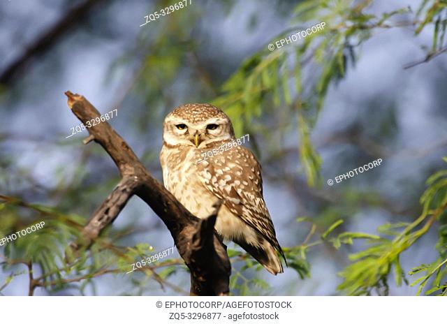 Spotted owlet, Athene brama, Keoladeo National Park, Bharatpur, India