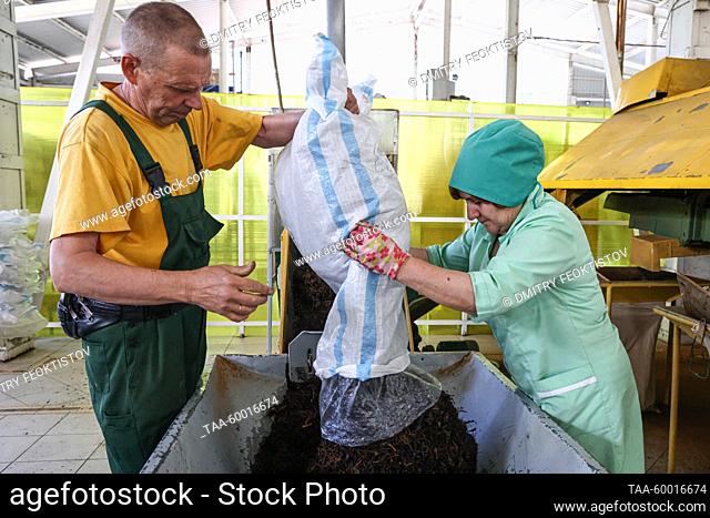 RUSSIA, KRASNODAR REGION - JUNE 23, 2023: Workers sort dried tea leaves at the Matsesta Tea Factory in the village of Izmailovka, Khostinsky District