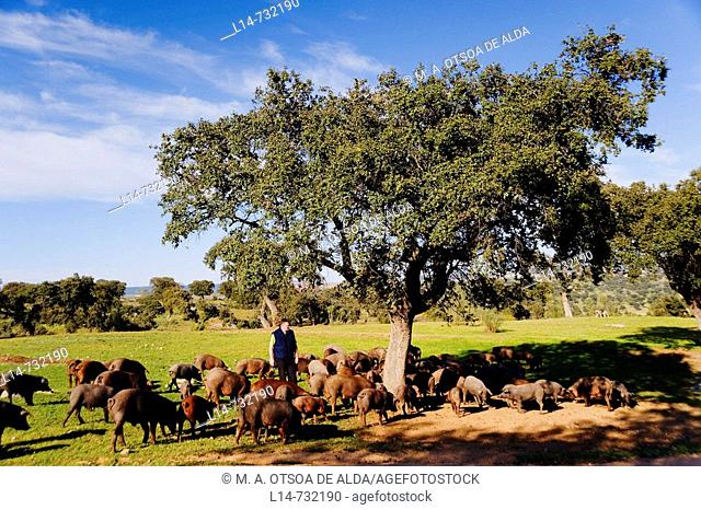 Iberian pigs grazing, Valle de la Serena. Badajoz province, Extremadura, Spain