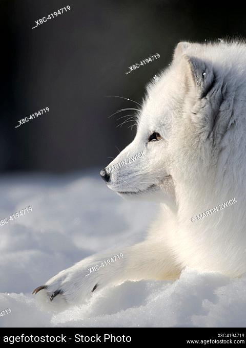 Arctic Fox (Vulpes lagopus), white fox, polar fox, snow fox, in white winter coat, enclosure. Europe, Finland, Ranua Wildlife Park, March