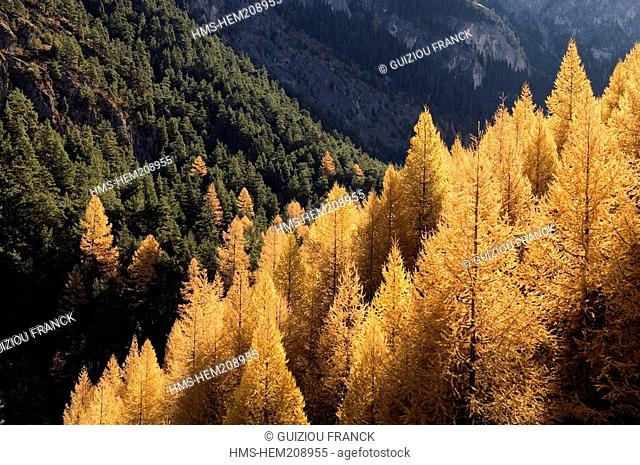 France, Hautes Alpes, the Brianconnais area in autumn, Vallon des Ayes in Briancon area