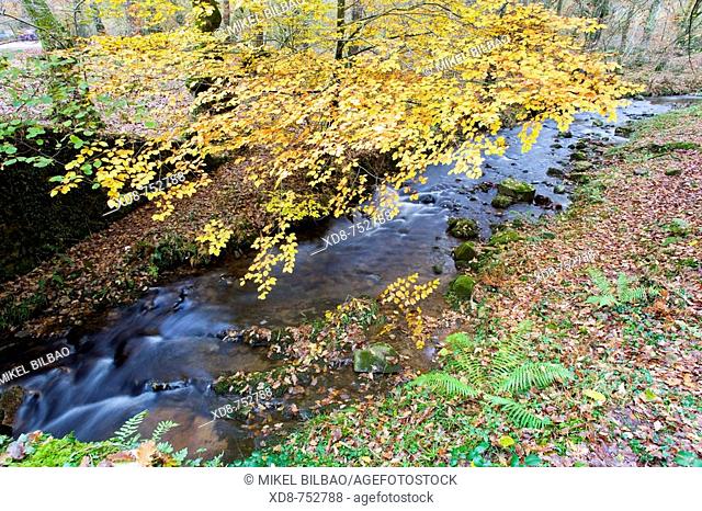 River in a beech forest (Fagus sylvatica) in autumn, Ucieda, Cabuerniga valley, Saja-Besaya Natural Park, Cantabria, Spain