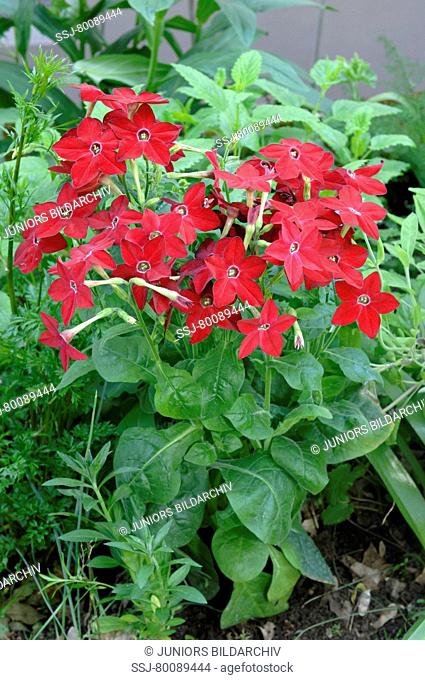 DEU, 2007: Ornamental Tobacco (Nicotiana x sanderae), flowering