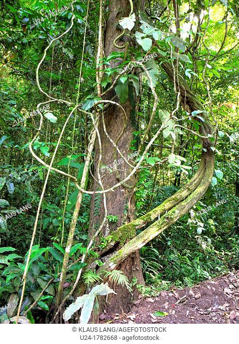 Rainforest, Danum Valley Conservation Area, Borneo, Sabah, Malaysia