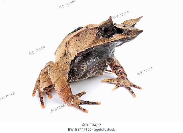 Long-nosed Horned Frog, Malayan Horned Frog, Malayan Leaf Frog (Megophrys nasuta), lateral view, cut out