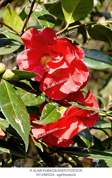 Camellia japonica 'Adolphe Audusson' Breeder : Guichard (FRA) 1910