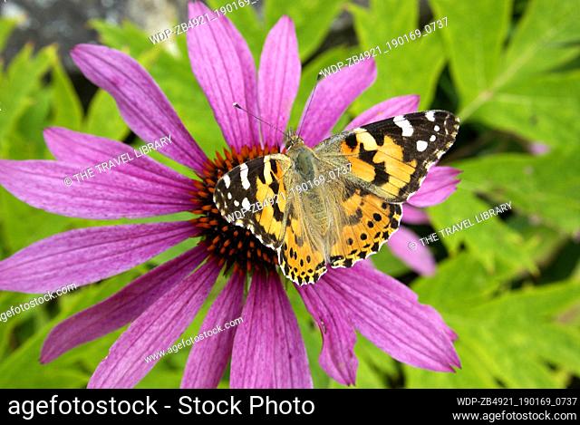 Small tortoiseshell butterfly on mauve flower