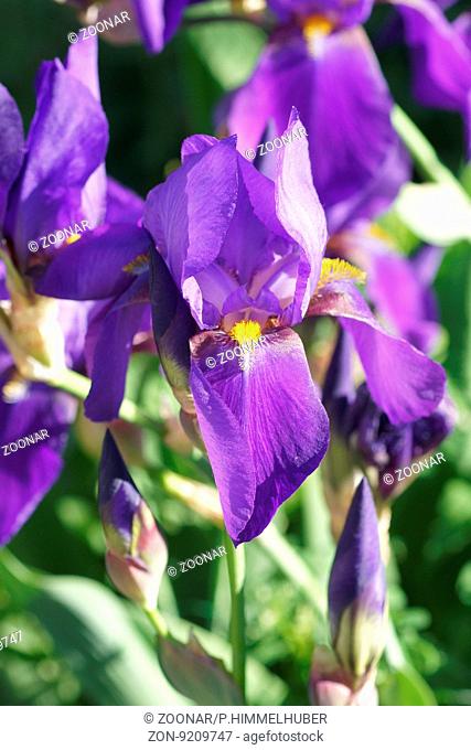 Iris germanica, Bearded iris